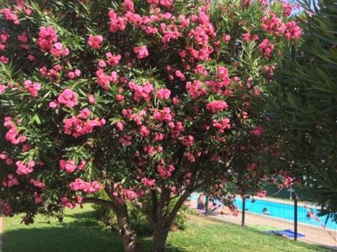Lesjardinsfleuris Διαμέρισμα Mandelieu Εξωτερικό φωτογραφία